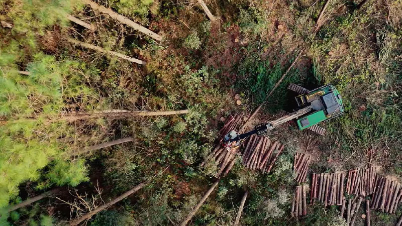 Colheita Floresta Guararapes